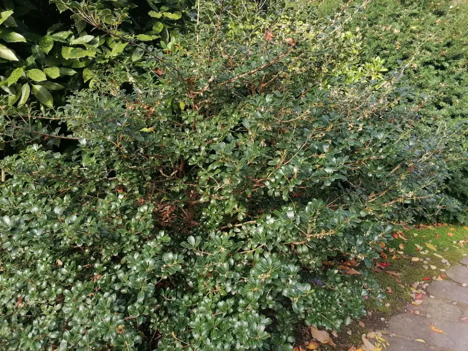 Stálezelený keř vonokvětka