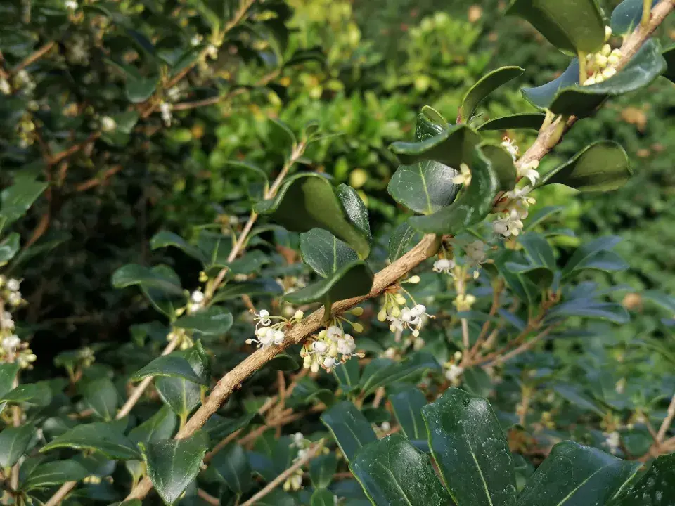 Stálezelený keř vonokvětka