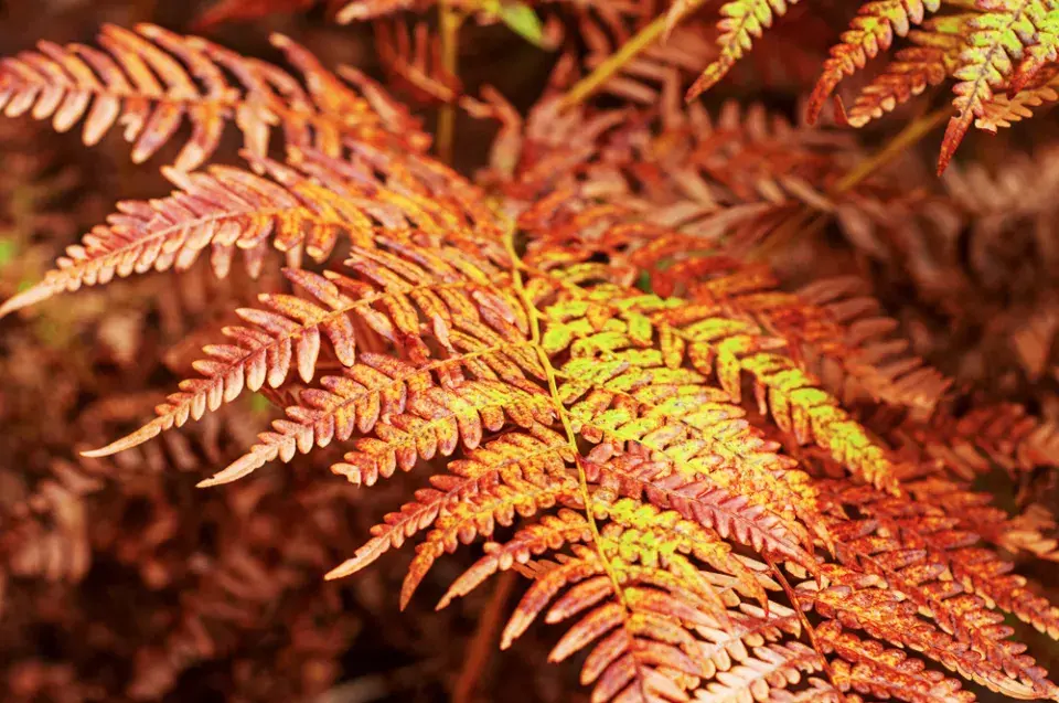 kapradiny podzim