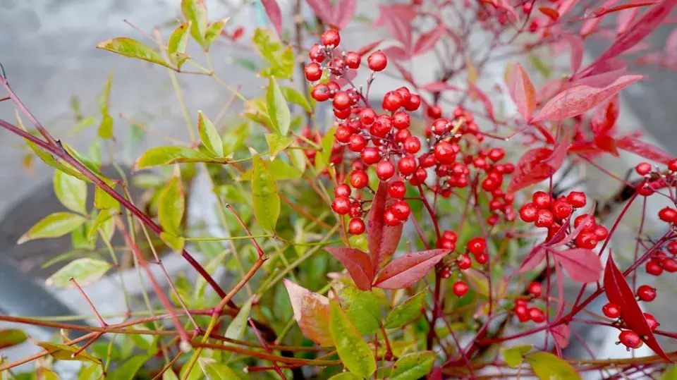 podzimní barvy v zahradě