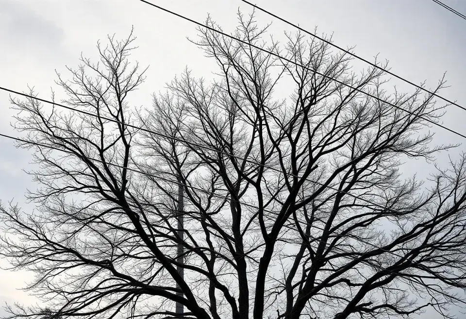 Odstranění větví z vedení 