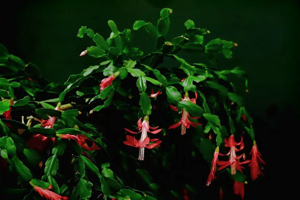 Schlumbergera 