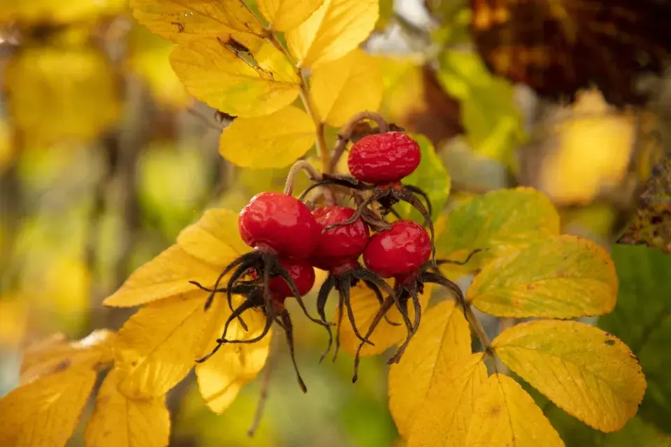 podzimní barvy v zahradě