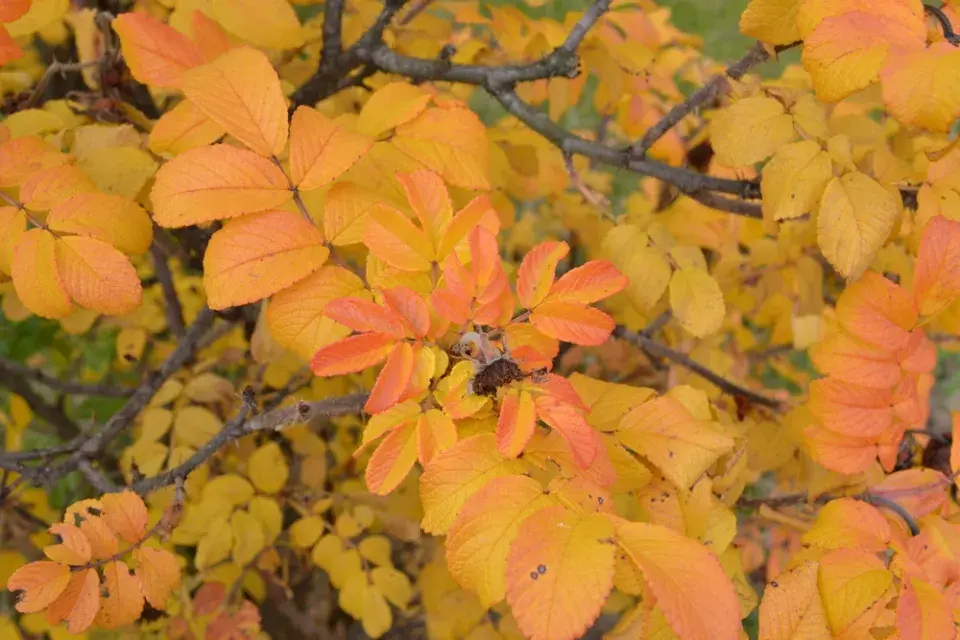 podzimní barvy v zahradě