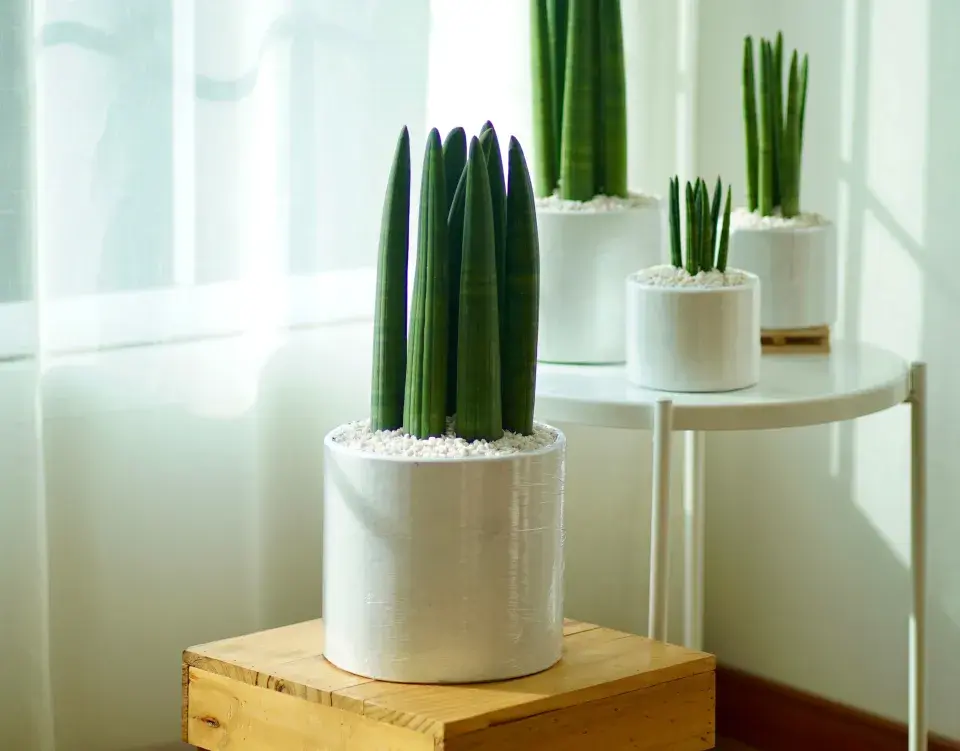 pokojovky pro začátečníky