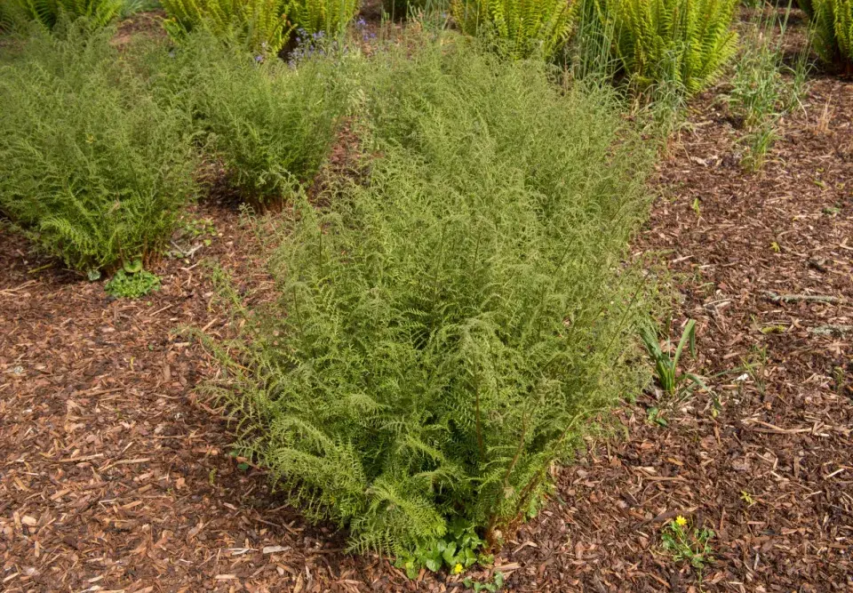 Dryopteris filix-mas ´Linearis Polydactyla´