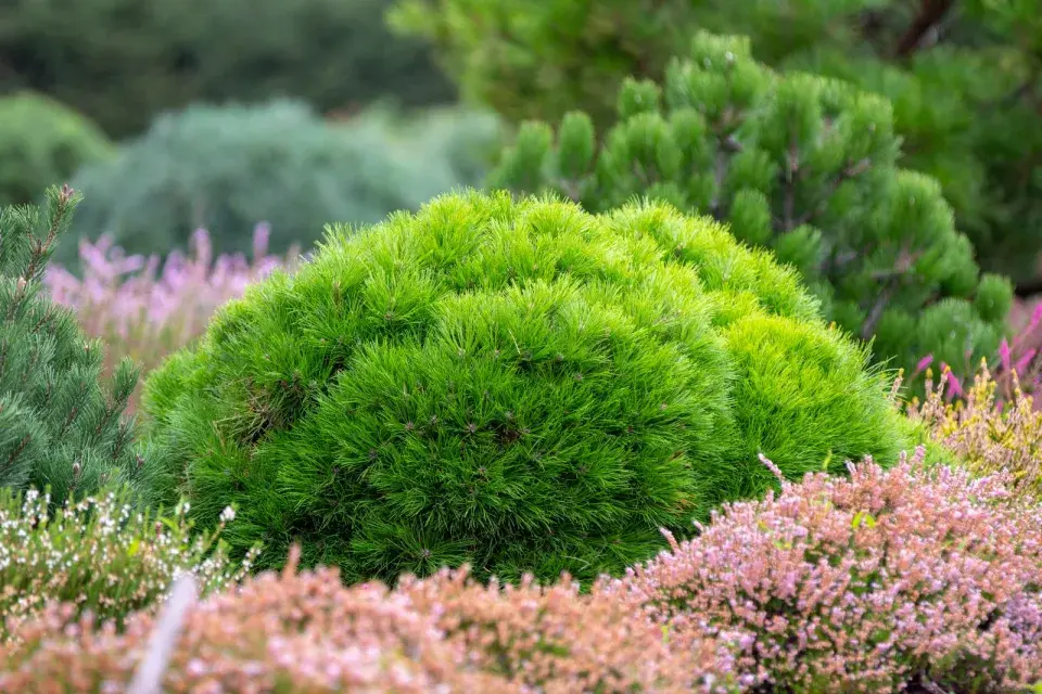 Nádherný malý jehličnan 