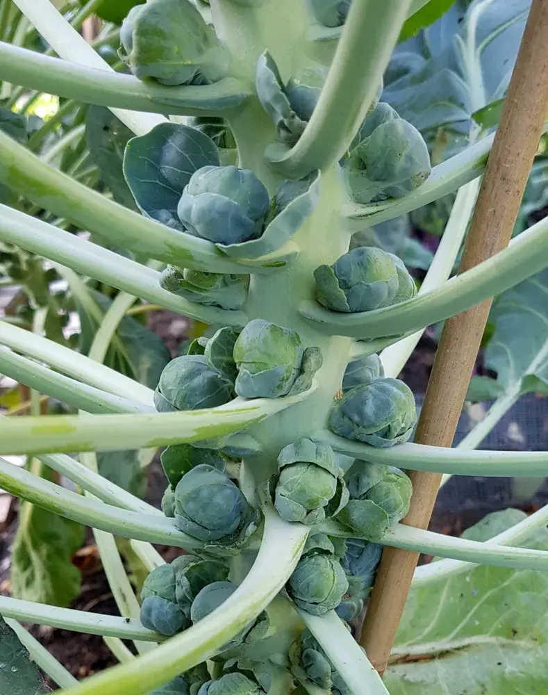 růžičková kapusta