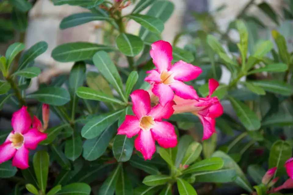 Pouštní růže, adénium ztloustlé (Adenium obesum) 