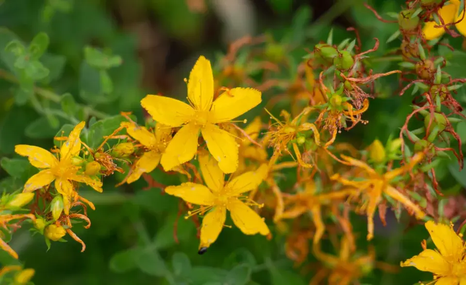 Léčivá rostlina v podobě třezalky tečkované