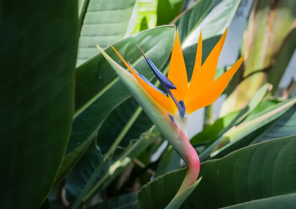 Mezinárodní den mužů