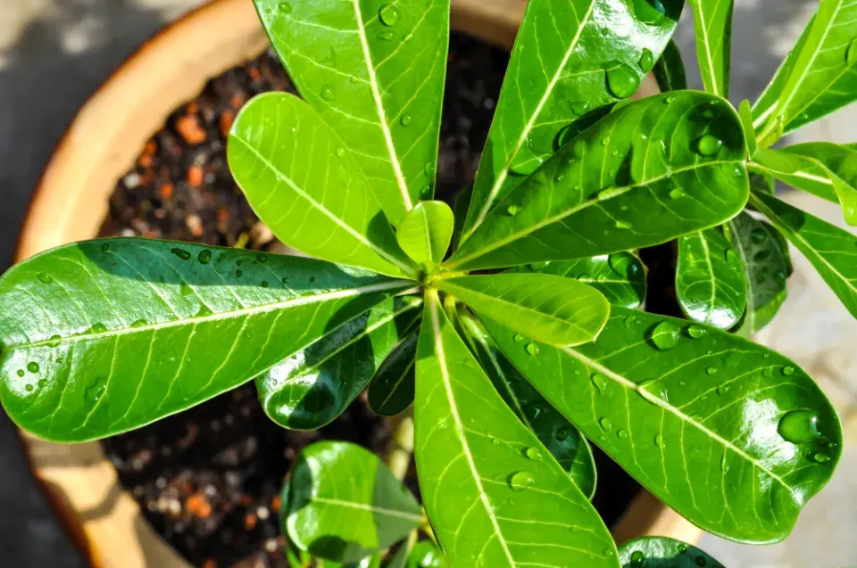 Pouštní růže, adénium ztloustlé (Adenium obesum)