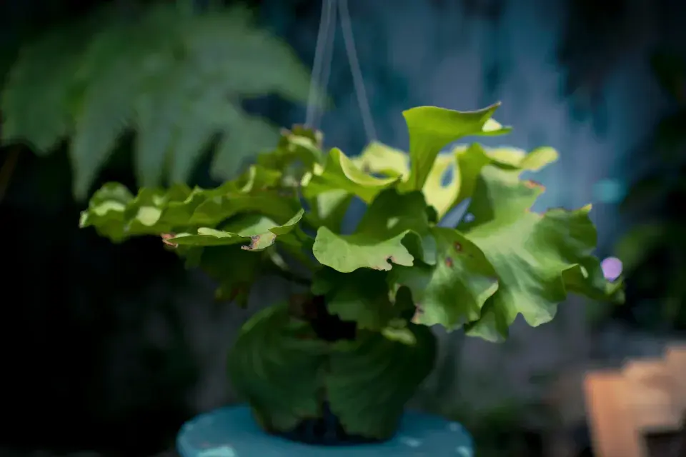 Pokojovky proti plísni