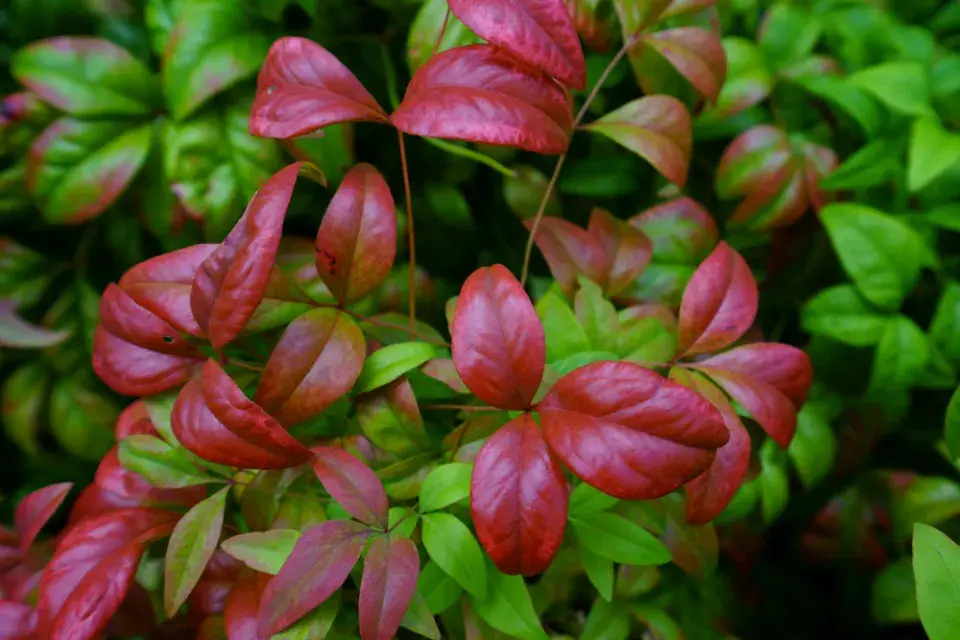 Nebeský bambus, nandina domácí (Nandina domestica)