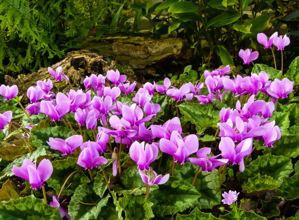 Brambořík břečťanolistý (Cyclamen hederifolium)