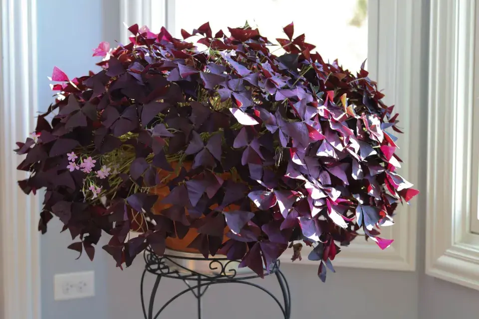 Oxalis triangularis