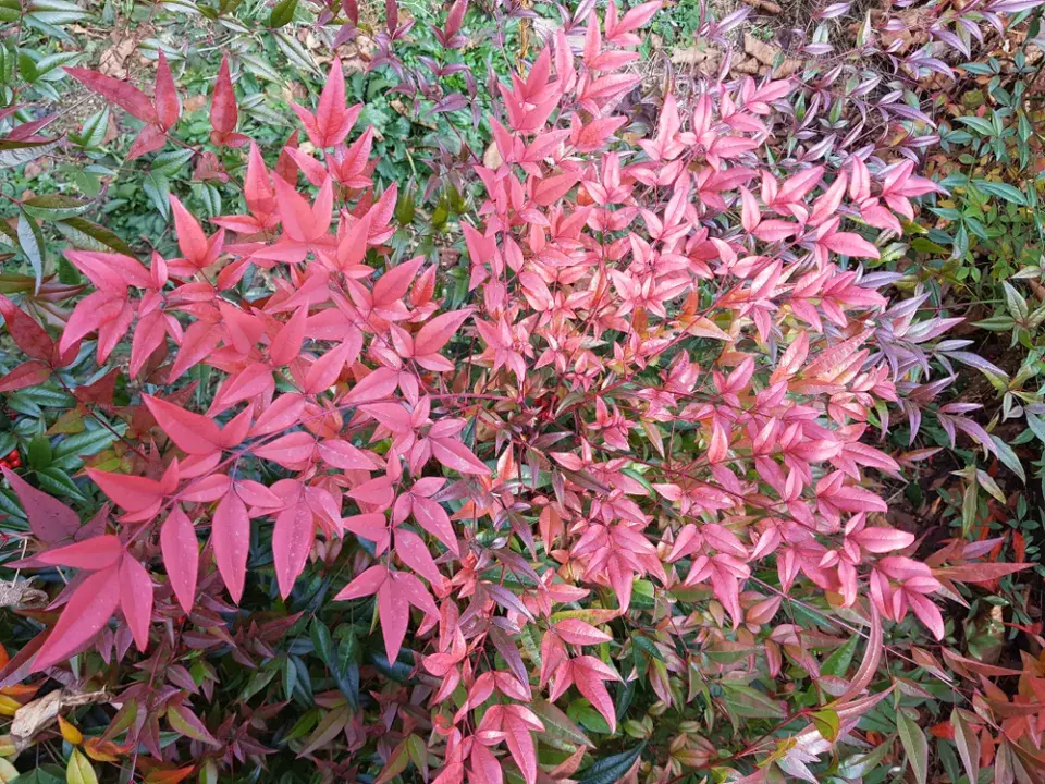 Nebeský bambus, nandina domácí (Nandina domestica)