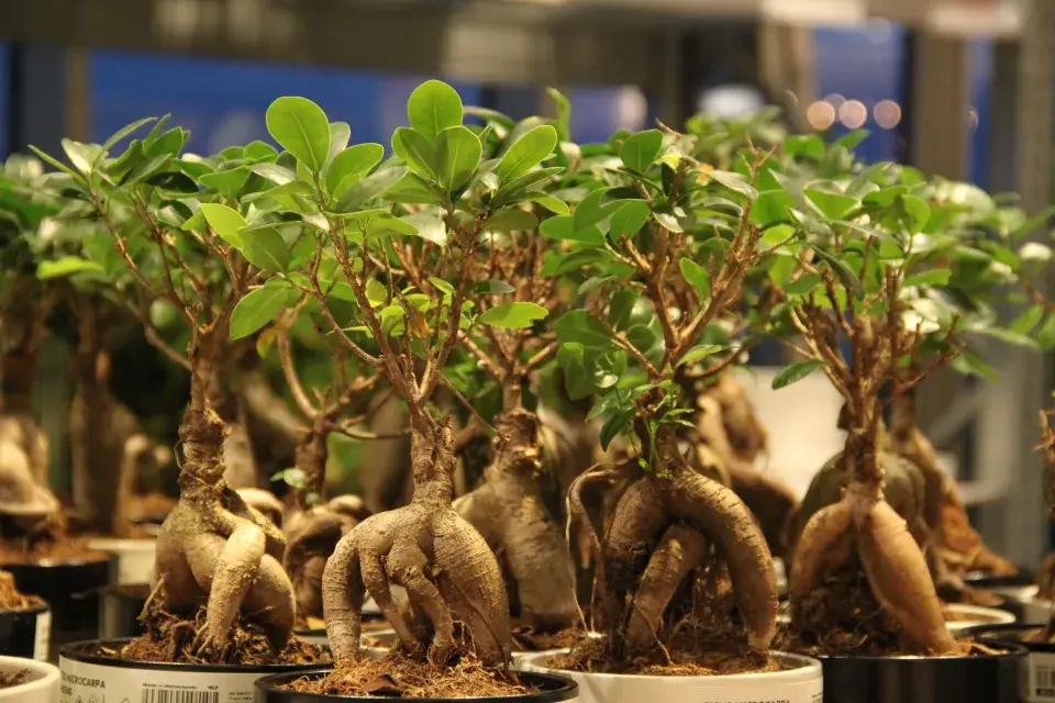 Pěstování mandragory