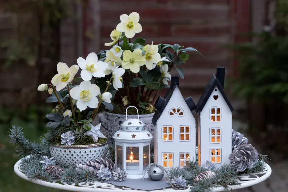 Čemeřice černá (Helleborus niger)