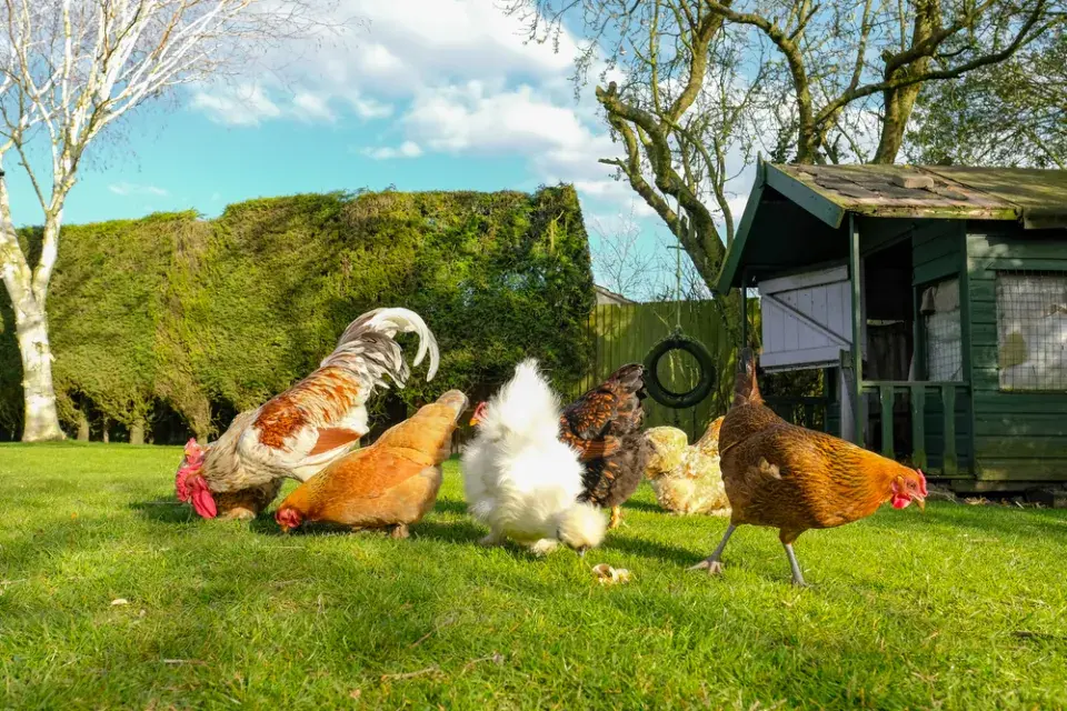 Drůbež na zahradě