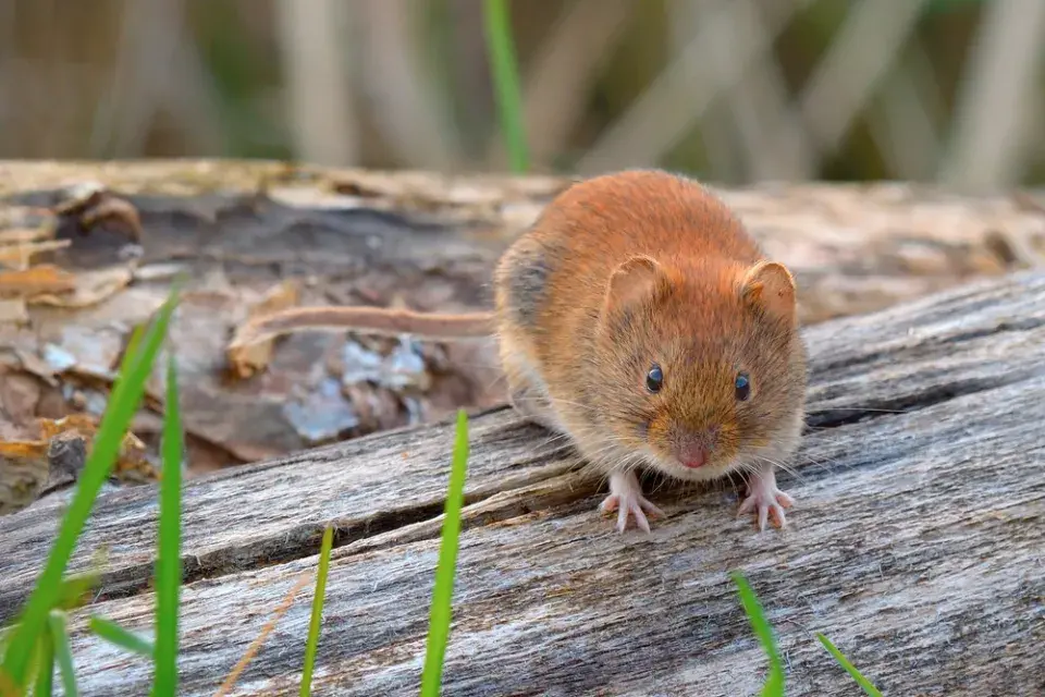 Škůdce zahrady v podobě hraboše