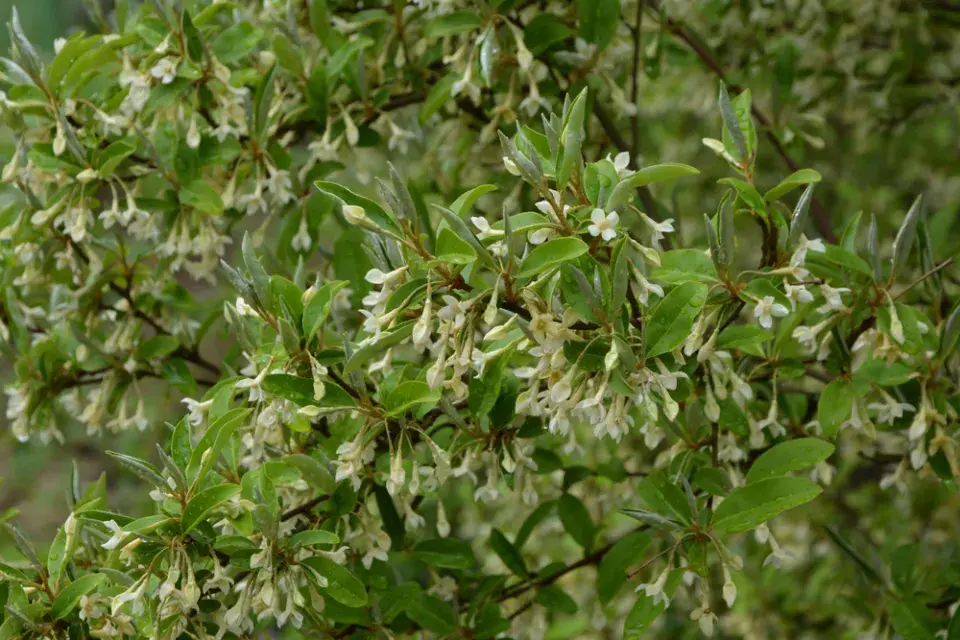 Hlošina okoličnatá (Elaeagnus umbellata)