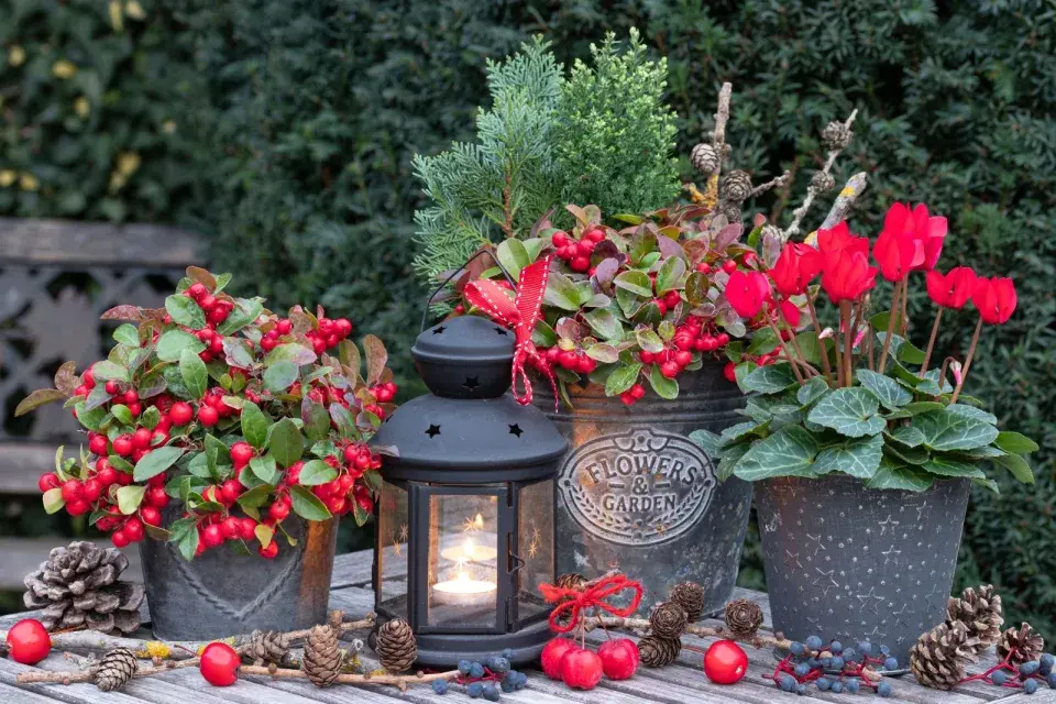 Zahradní adventní kalendář