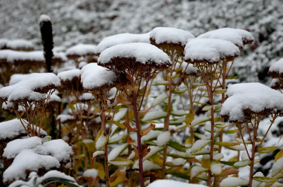 Zazimování trvalek