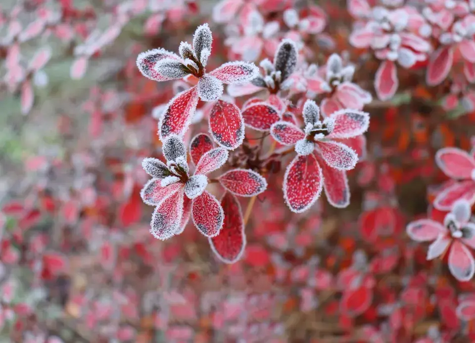 Mrazuvzdorné rostliny 