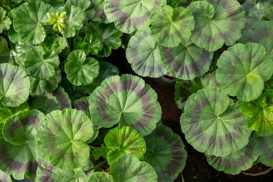 Pelargonie páskatá