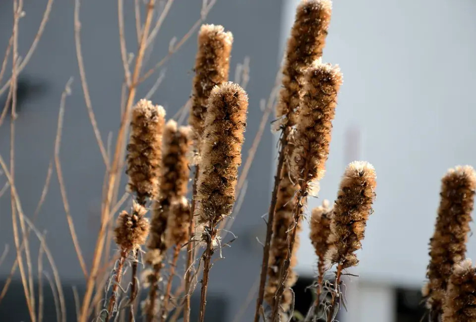 Odkvetlá květenství trvalek