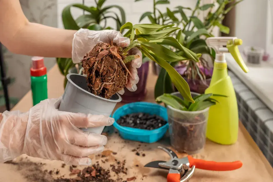 Přesazování orchidejí