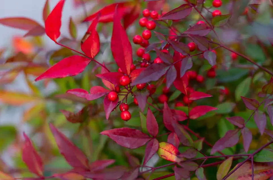 Nebeský bambus, nandina domácí (Nandina domestica)