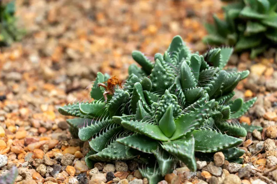 tygří tlamička (Faucaria tigrina)
