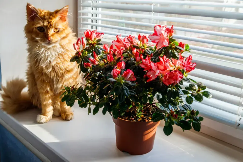 azalka indická (Rhododendron simsii)
