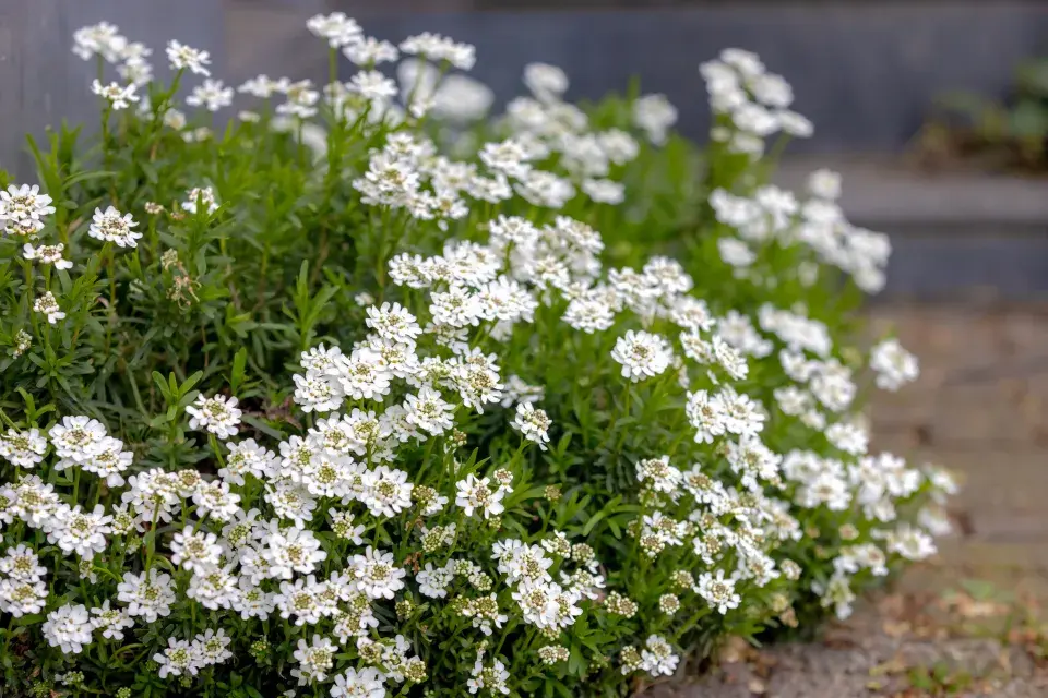 Půdopokryvné rostliny