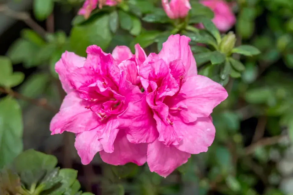 azalka indická (Rhododendron simsii)