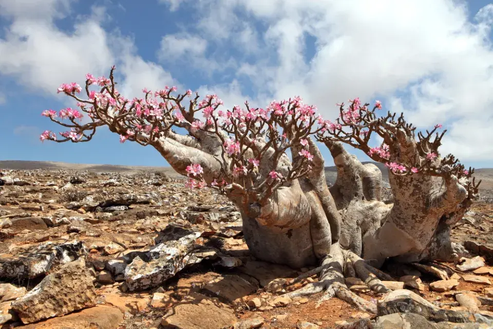 Pouštní růže, adénium ztloustlé (Adenium obesum) 