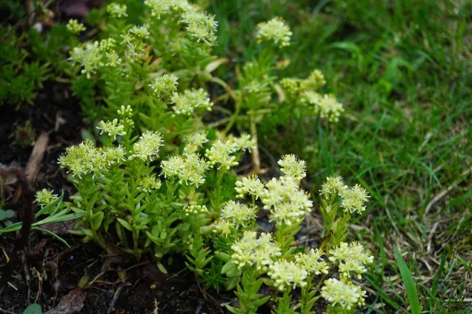Zapomenutý zázrak jménem tripmadam