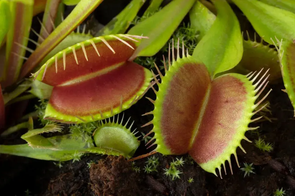Dionaea muscipula