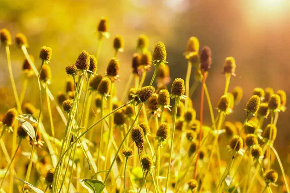 Odkvetlá květenství u rudbékie