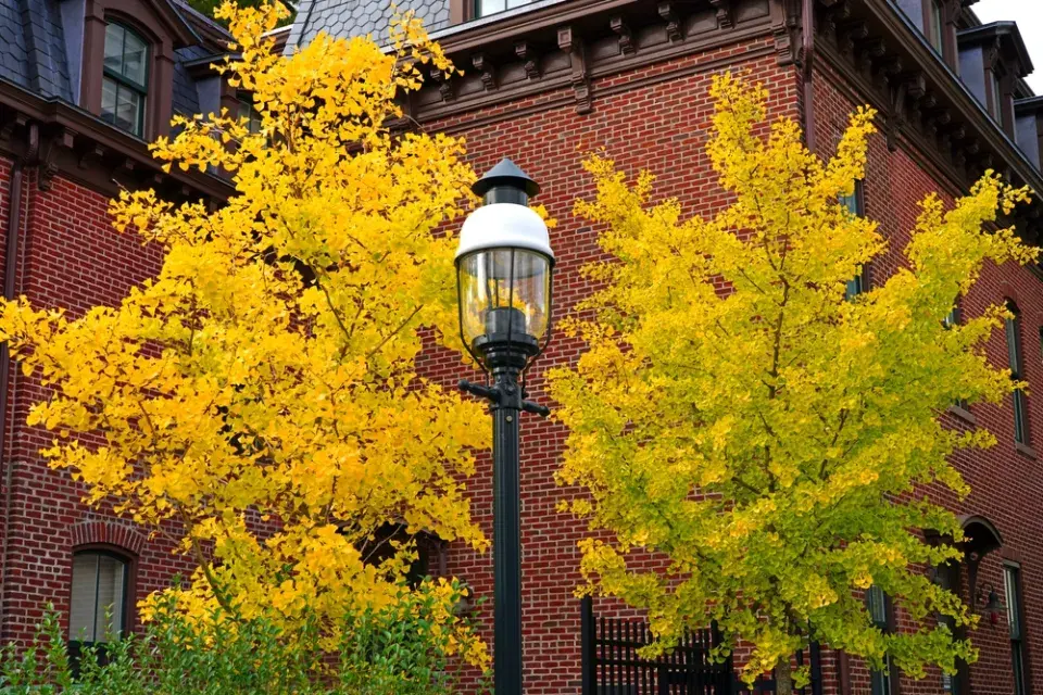 Podzimní zbarvení jinanů