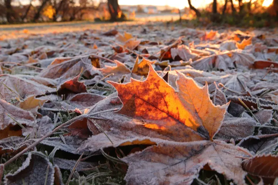 Listí na trávníku