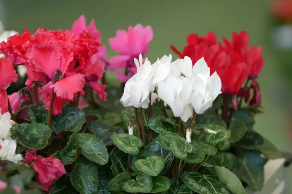 pokojový brambořík