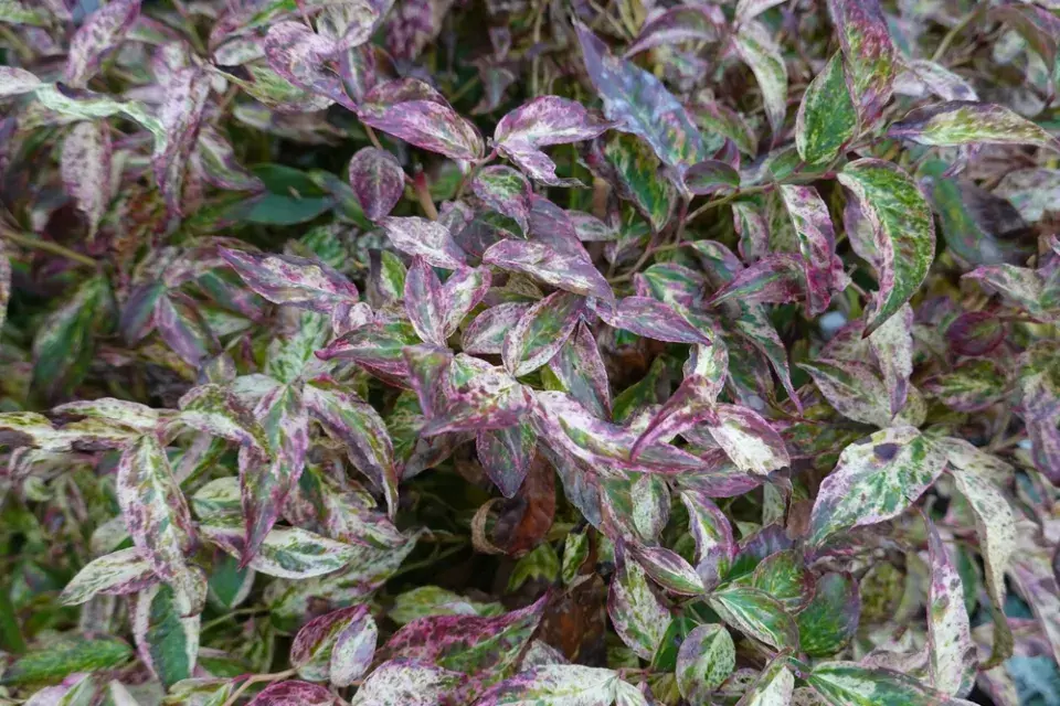 Leucothoe