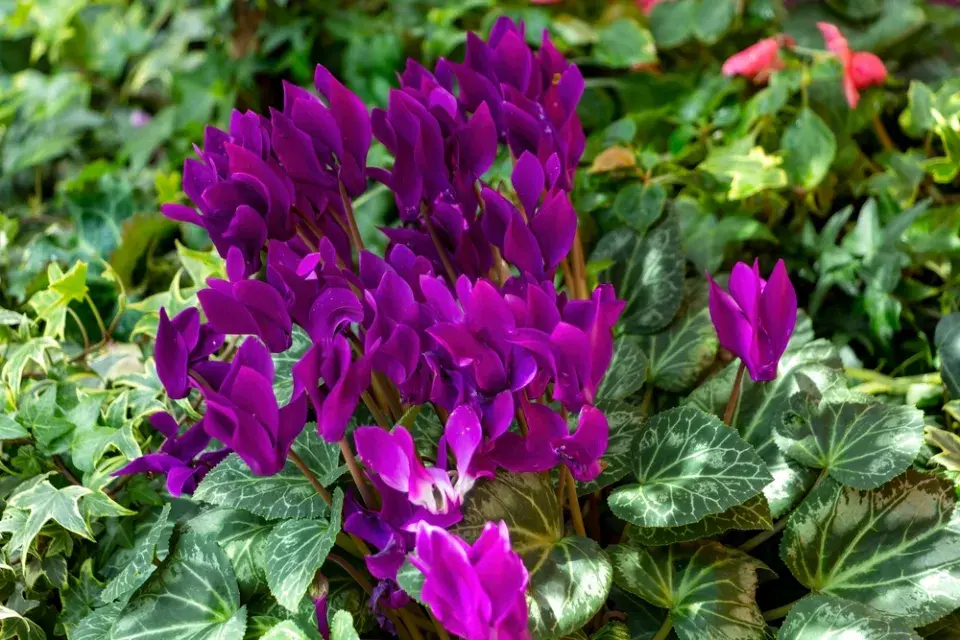 Brambořík břečťanolistý (Cyclamen hederifolium)