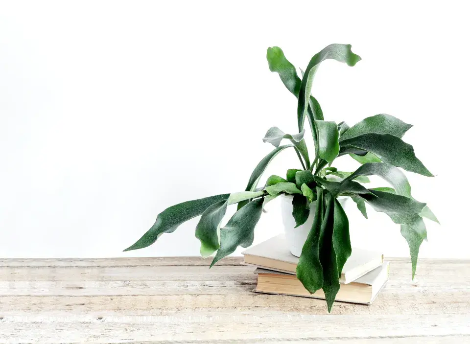 Pokojovky proti plísni