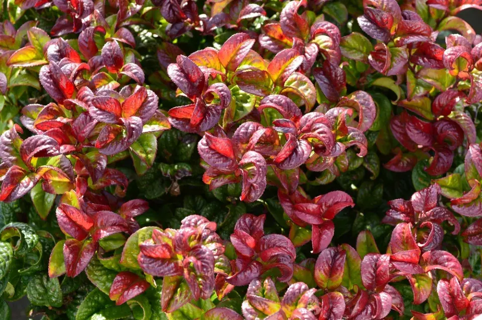 Leucothoe ´Curly Red´