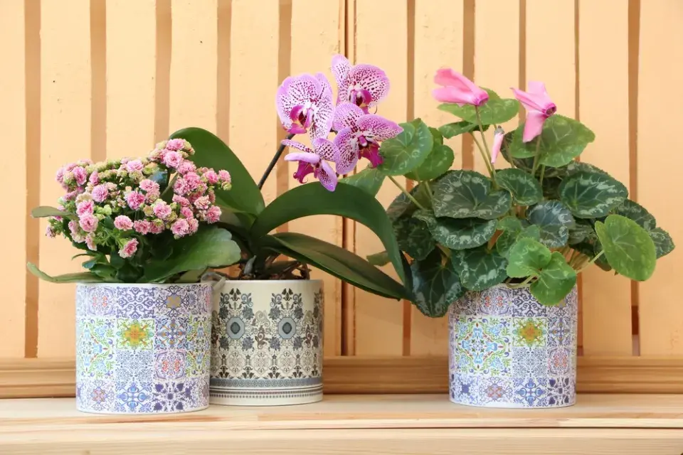 kalanchoe, kolopejka