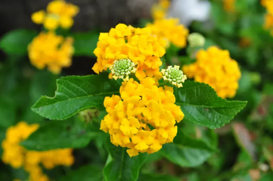 Lantana